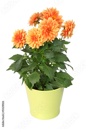 Fototapeta Naklejka Na Ścianę i Meble -  Dahlia en pot