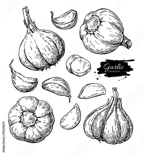 Garlic hand drawn vector illustration set. Isolated Vegetable, c