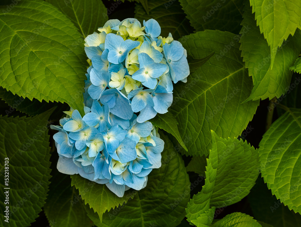 Hydrangea plant in full bloom with blue flowers Hydrangea plant in full bloom with blue flowers