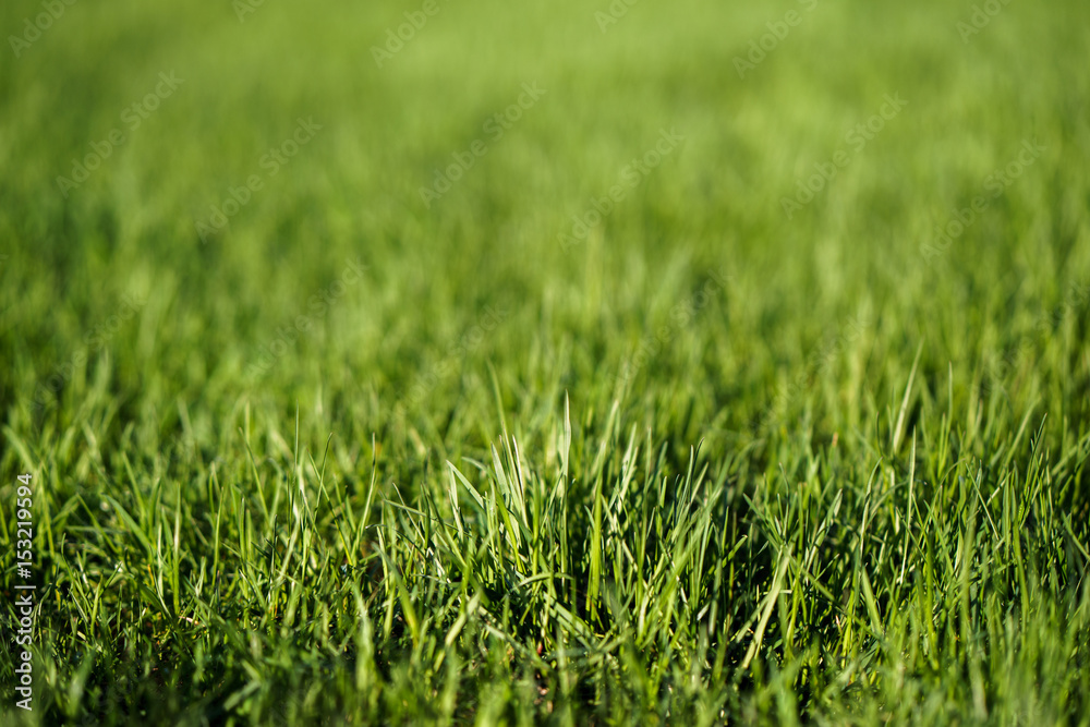 Fresh green lawn leaves of grass texture in park Fresh green lawn leaves of grass texture in park
