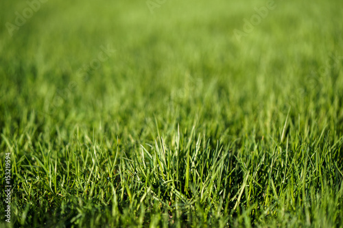 Fresh green lawn leaves of grass texture in park