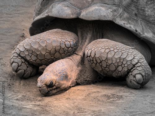 Riesenschildkröte photo