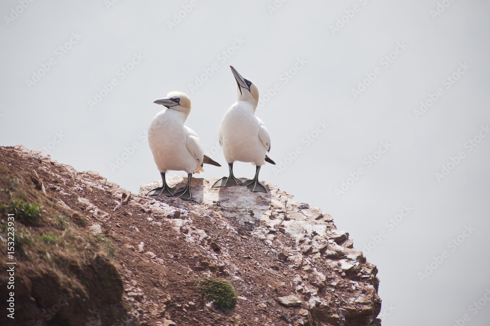 Morus bassanus - gannets at Helgoland germany Morus bassanus - gannets at Helgoland germany