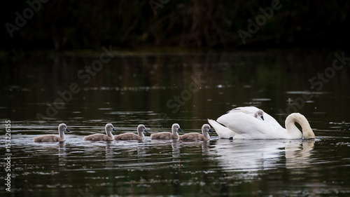 Swan family feeding on the lake