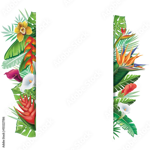 Background with tropical plants