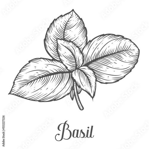 Basil fresh herb leaves plant vector hand drawn illustration on white background. Herbal Ingredient for traditional cuisine, medicine, treatment, cooking, gardening. Engraving style. Isolated on white