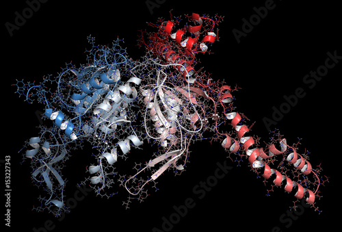Integrin alpha-4 beta 7 (a4b7, headpiece). Cell surface protein complex that plays a role in directing T lymphocytes to the gut. 3D rendering based on protein data bank entry 3v4v. photo
