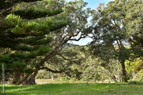 Bank of Puhoi River with Pohutukawa trees in Wenderholm Regional Park in Auckland. photo