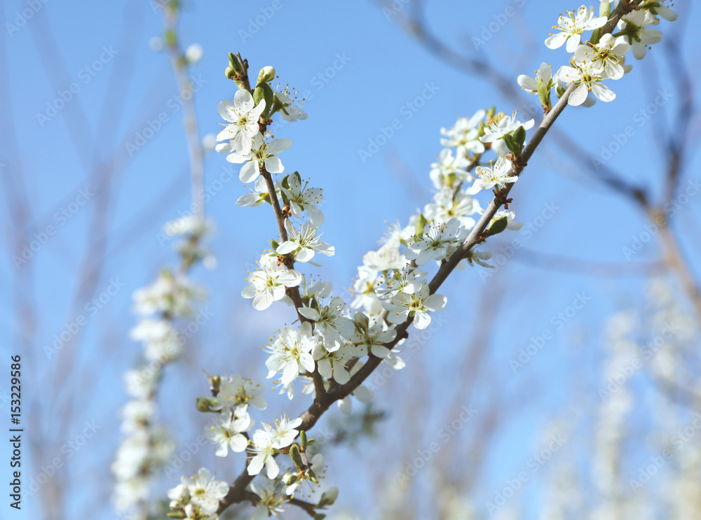 Tree branches with blooming flowers on blue sky background Tree branches with blooming flowers on blue sky background