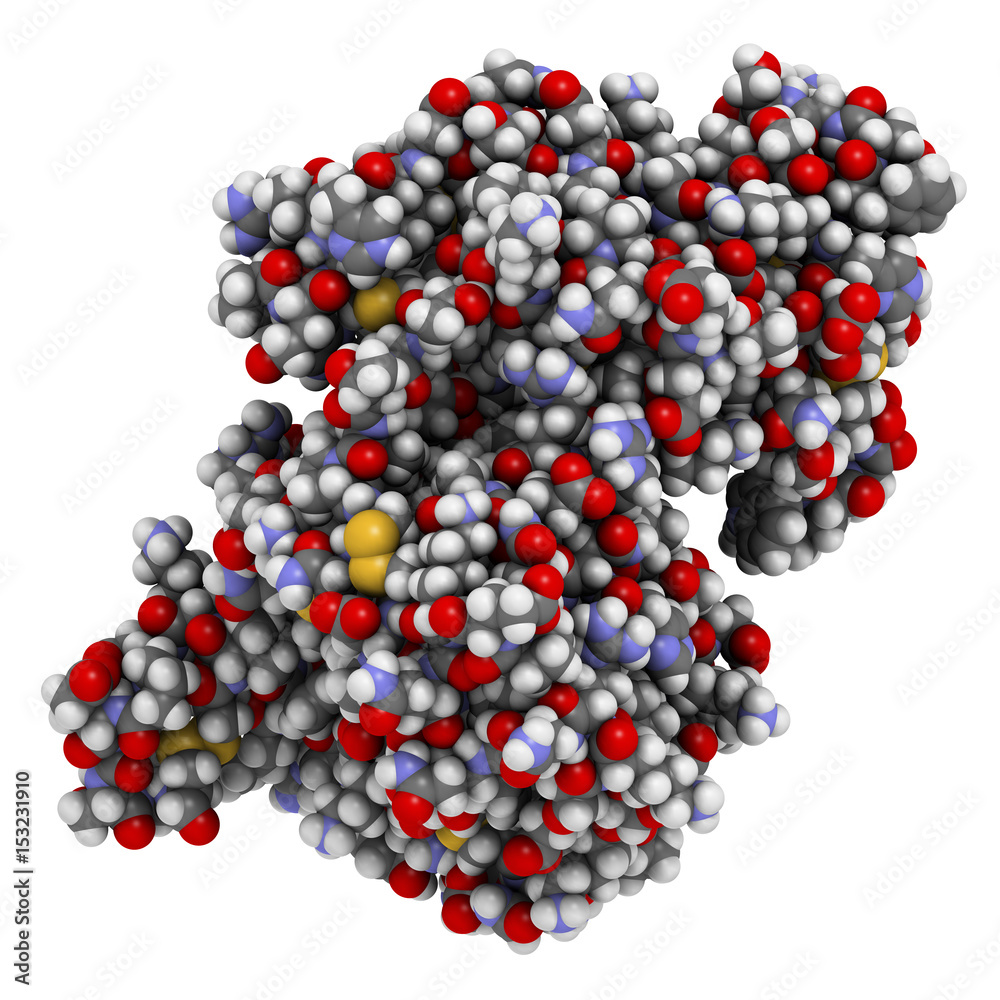 CD38 (ectodomain fragment) enzyme. Target of the monoclonal antibody drug daratumumab, used for the treatment of multiple myeloma. 3D rendering based on protein data bank entry 5f1k.
