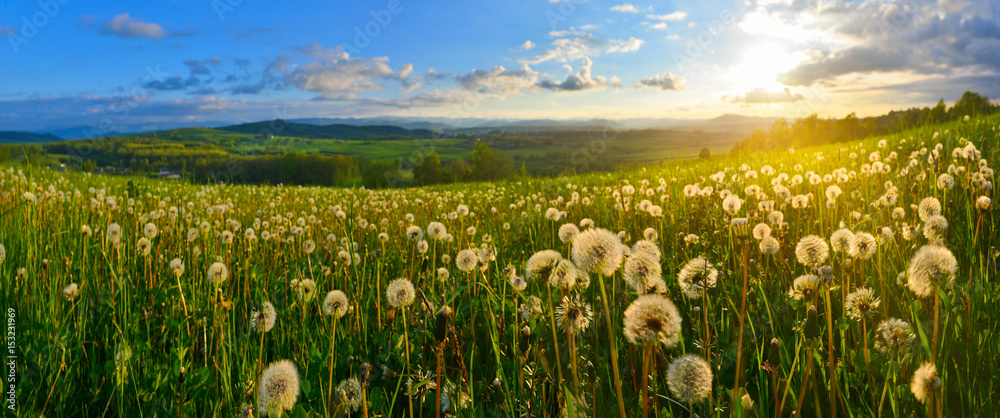 Obraz premium Dandelions