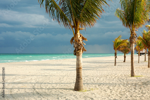 Palm trees on the beautiful beach