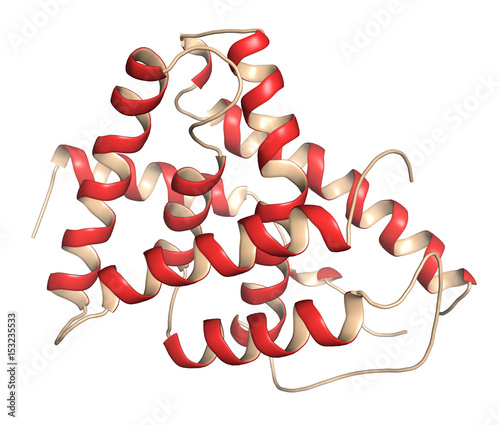 Farnesoid X receptor (ligand binding domain) protein. Target of the drug obeticholic acid. 3D rendering based on protein data bank entry 4wvd. photo