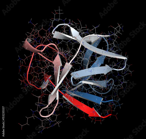 Fibroblast growth factor 1 (FGF1, heparin-binding growth factor 1) protein. FGF1 is being investigated for the treatment of diabetes. 3D rendering based on protein data bank entry 3ud7. photo