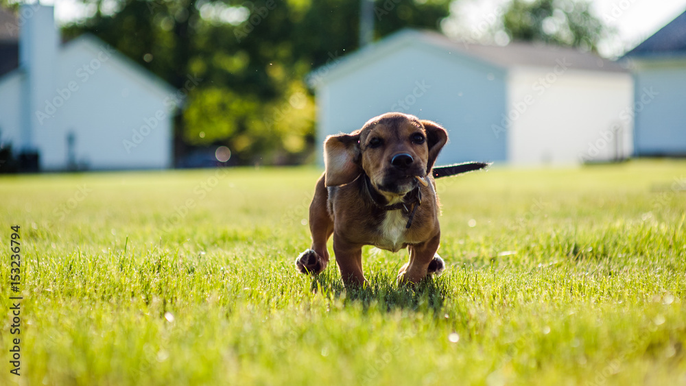 Beagle Puppy