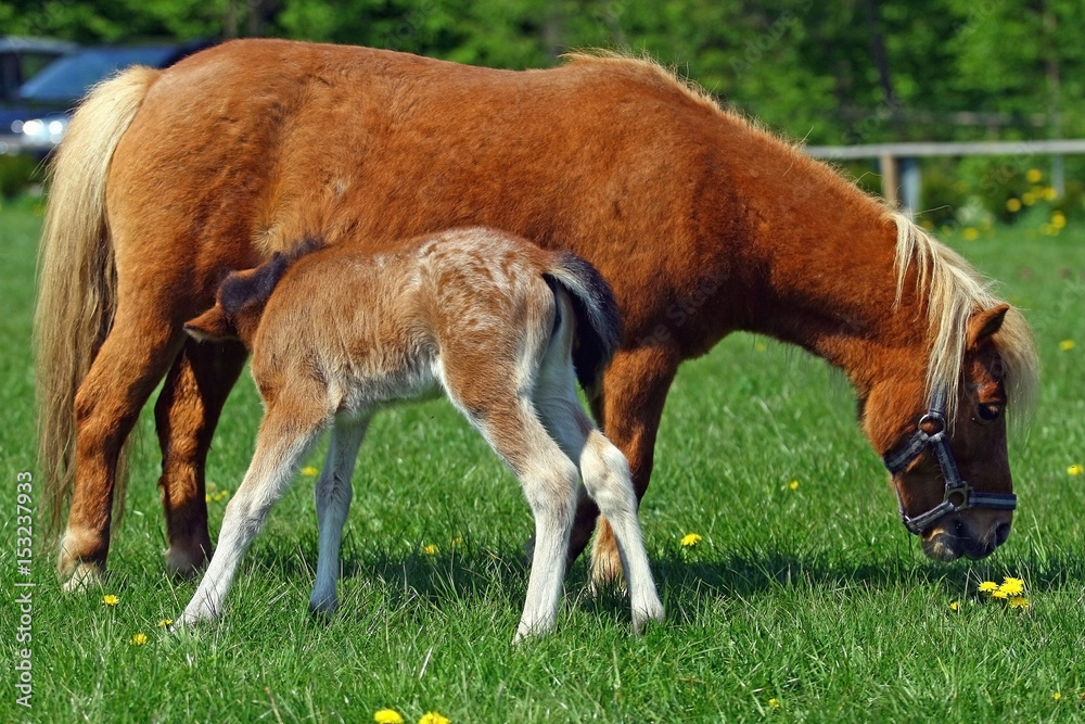 Obraz premium Mare feeding her foal