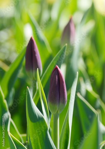 Violet tulips growing on a green field at springtime.