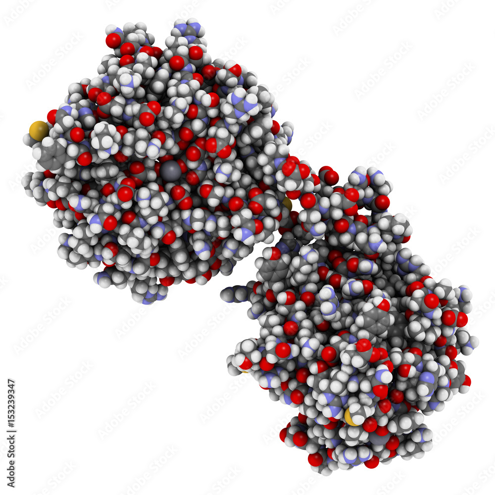 Matrix metalloproteinase 12 (MMP-12, macrophage elastase) enzyme. MMPs are proteases involved in the breakdown of extracellular matrix. 3D rendering based on protein data bank entry 3ba0. Matrix metalloproteinase 12 (MMP-12, macrophage elastase) enzyme. MMPs are proteases involved in the breakdown of extracellular matrix. 3D rendering based on protein data bank entry 3ba0.