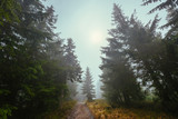 Path through a misty forest
