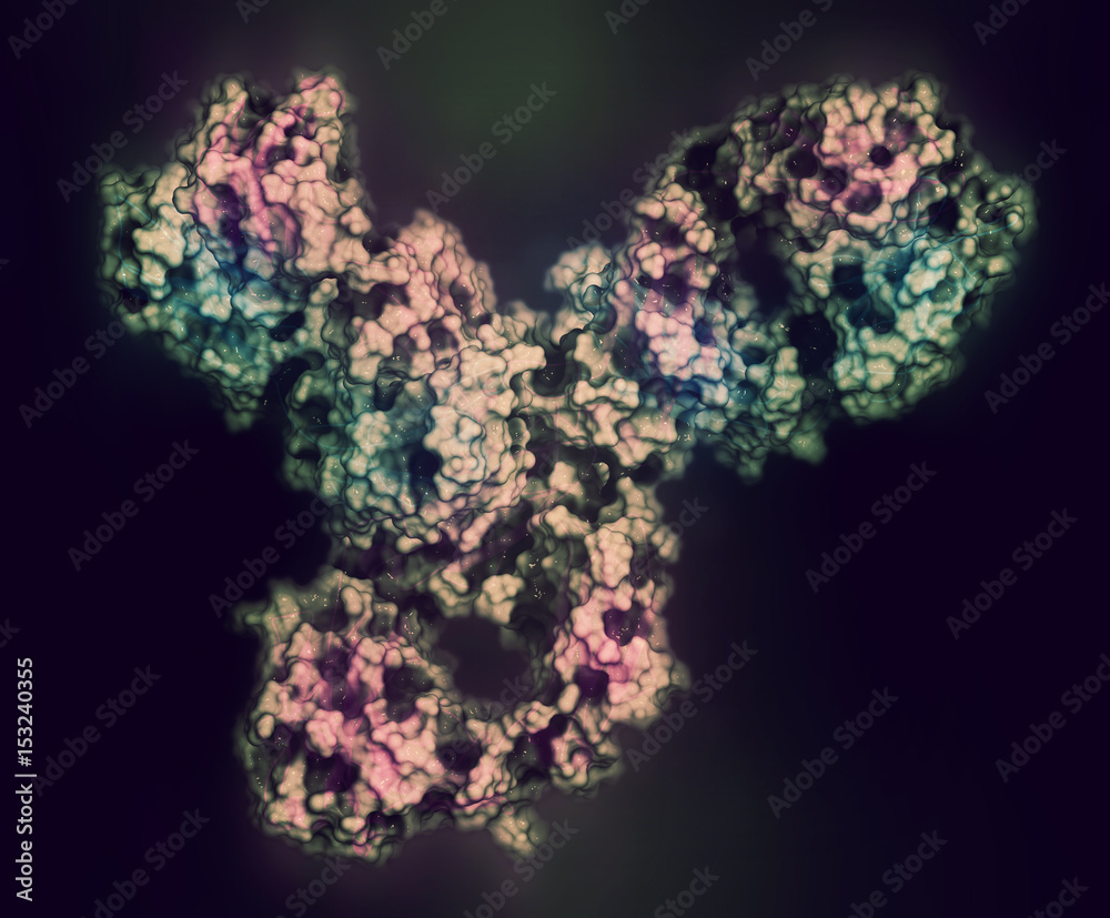 Pembrolizumab monoclonal antibody drug protein. Immune checkpoint inhibitor targetting PD-1, used in the treatment of a number of cancers. 3D rendering based on protein data bank entry 5dk3.