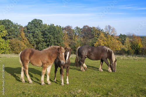 Horses grazing in a meadow. 
