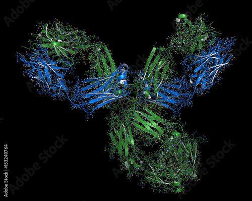 Pembrolizumab monoclonal antibody drug protein. Immune checkpoint inhibitor targetting PD-1, used in the treatment of a number of cancers. 3D rendering based on protein data bank entry 5dk3.