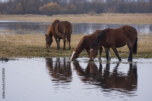 Horses grazing in wetlands. 