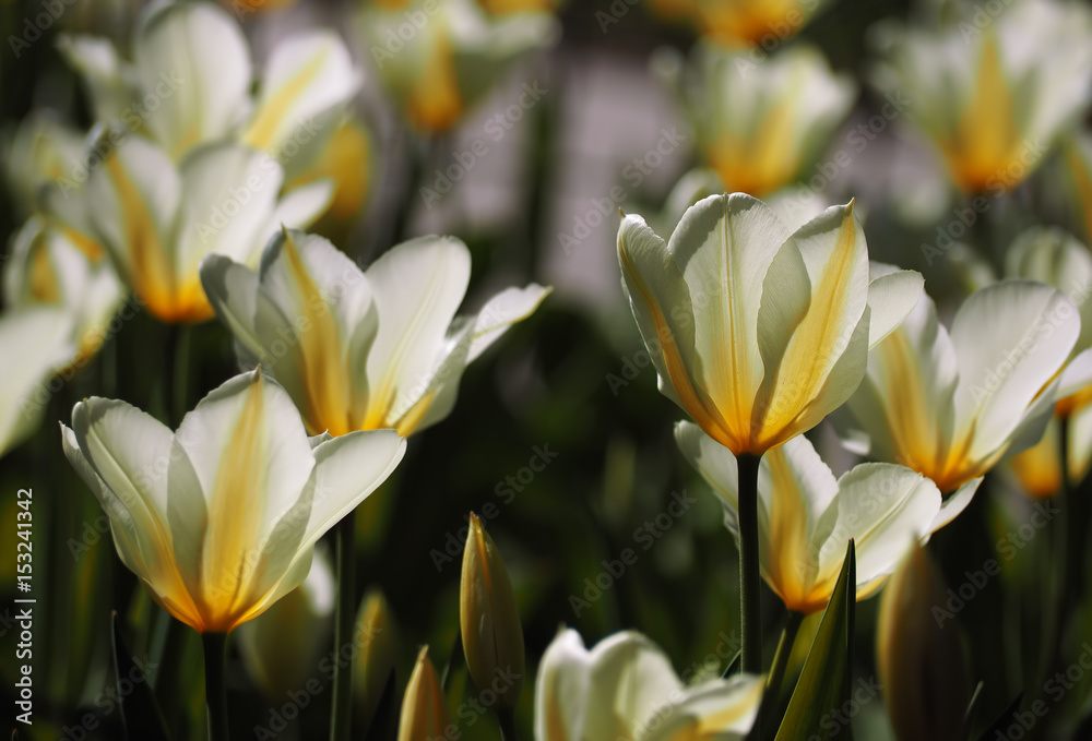 Naklejka premium White yellow tulips many at sun