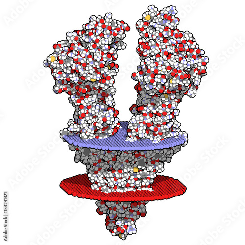 P-glycoprotein 1 (P-gp) multidrug transporter protein. Efflux pump that pumps many drugs out of cells. Involved in multidrug resistance of cancers. 3D rendering based on protein data bank entry 5kpi. photo