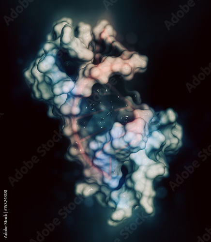 Sex-determining region Y (SRY, TDF, HMG domain) protein, bound to DNA. Protein involved in male sex determination in humans. 3D rendering based on protein data bank entry 1hry. photo