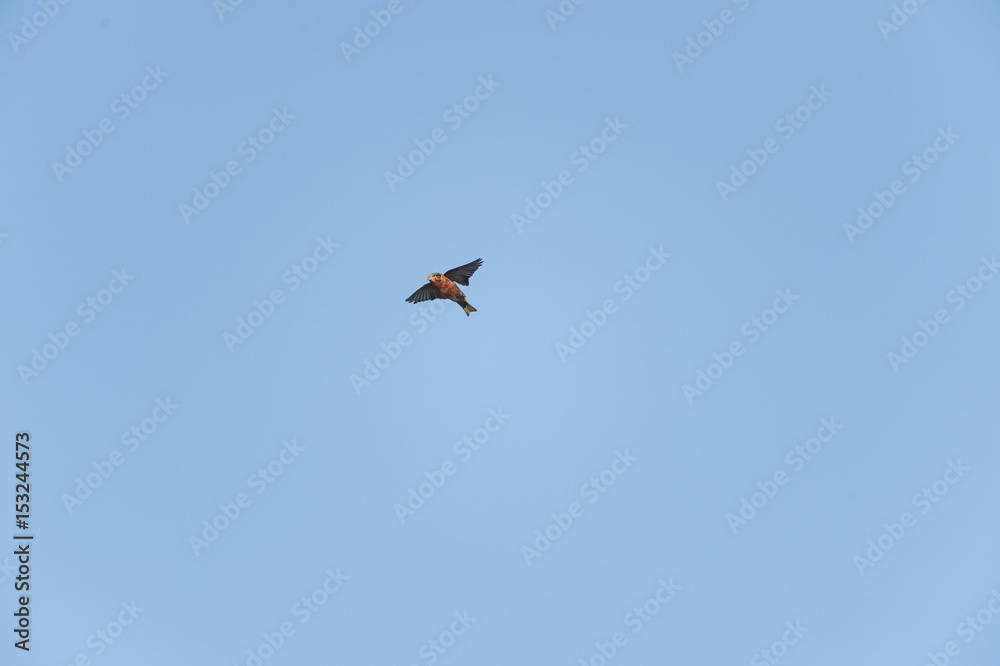 Red Crossbill male in flight