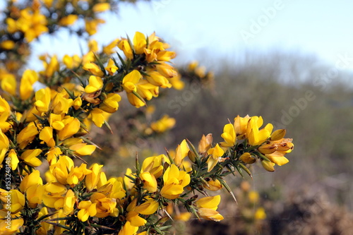 Photos Flowering common gorse (Ulex europaeus) - a spiky thorn covered plant with brigh
