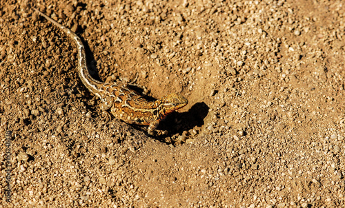 Desert lizard in Antelope Valley