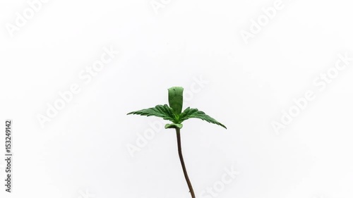 Marijuana Growing Time Lapse Isolated on White Background in 4K