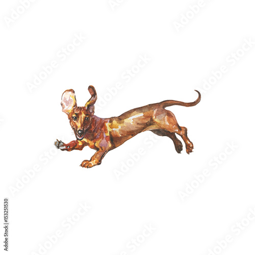 Watercolor German badger dog. Hand drawn jumping Dachshund portrait. Painting isolated pet illustration on white background