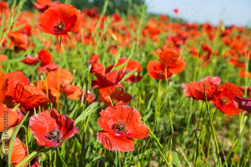 France  Southern France  poppy fields near St. Remy  Provence.