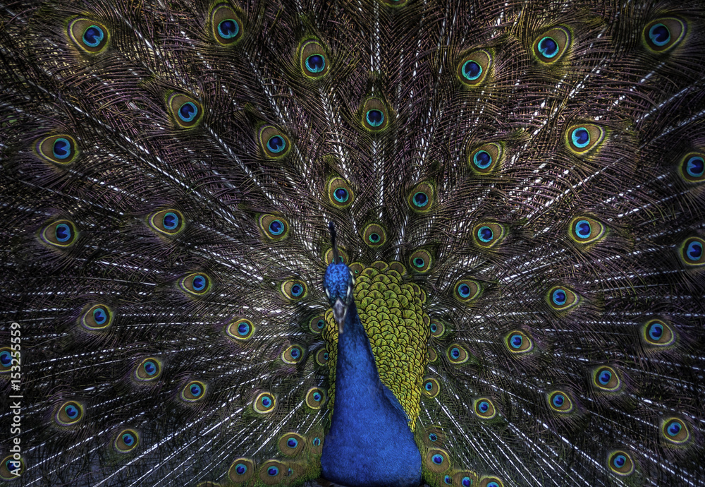 Obraz premium Peacock Feathers