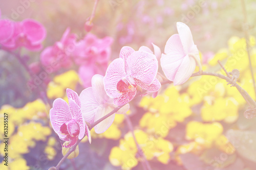 White and purple orchids. © MikeBiTa