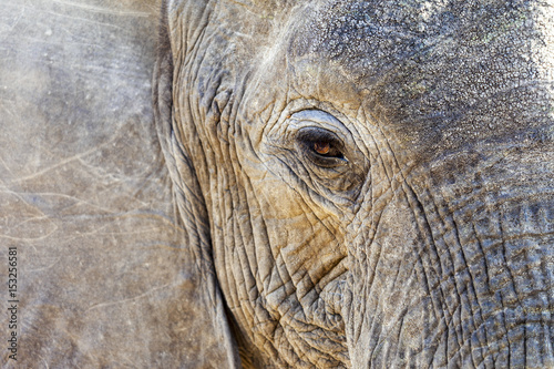 Close-up of a Wild Elephant (Head). Tanzania Africa