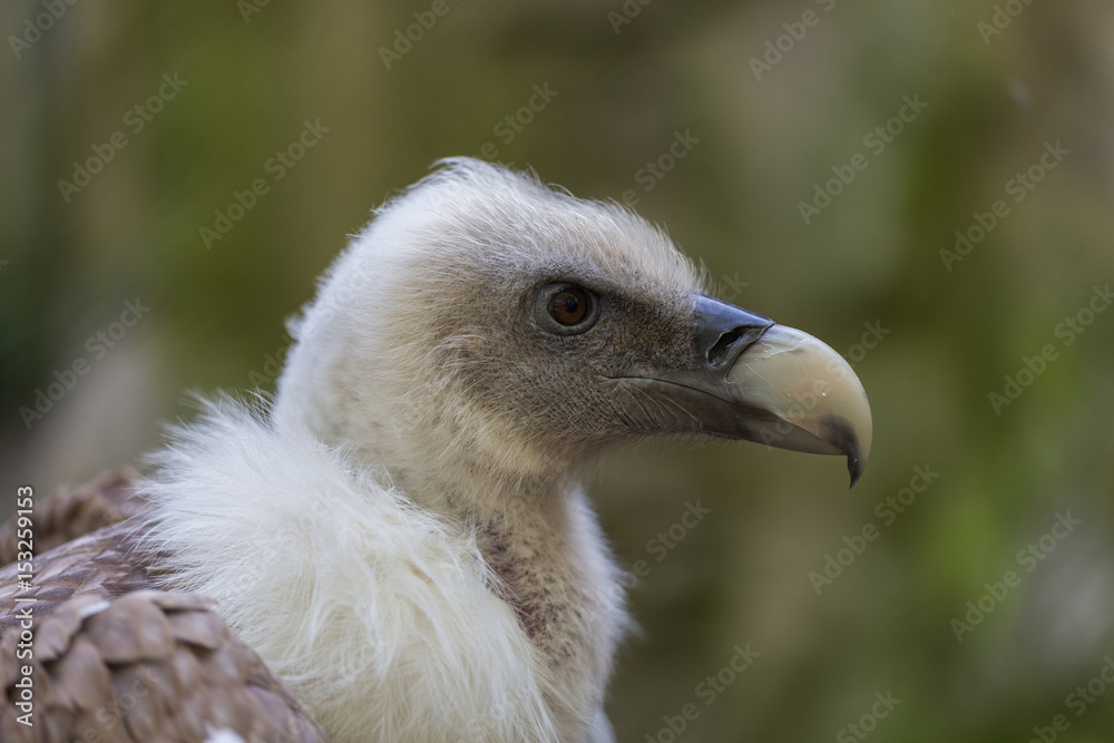 Close-up of head, beak and neck feathers of griffon vulture Close-up of head, beak and neck feathers of griffon vulture