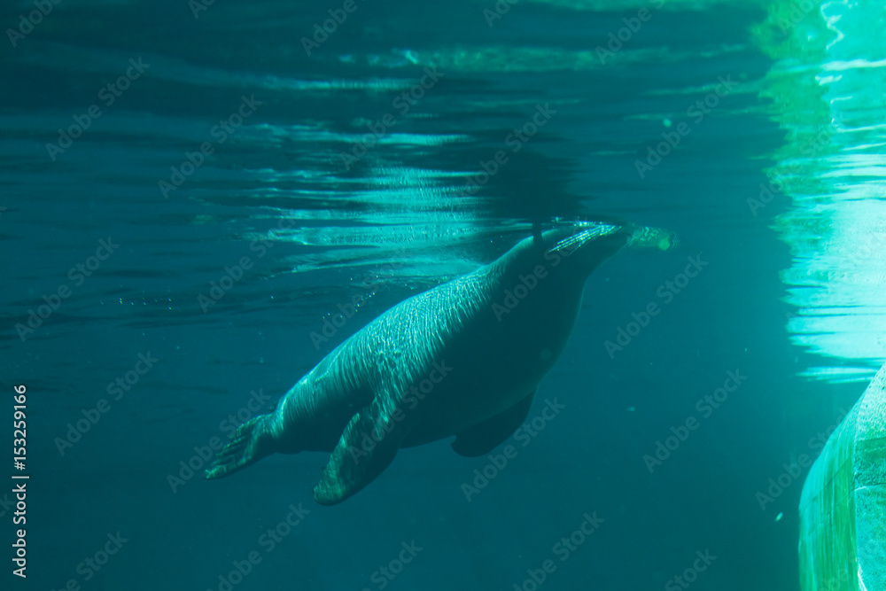 Obraz premium Sea lion swimming in clear blue water, underwater view
