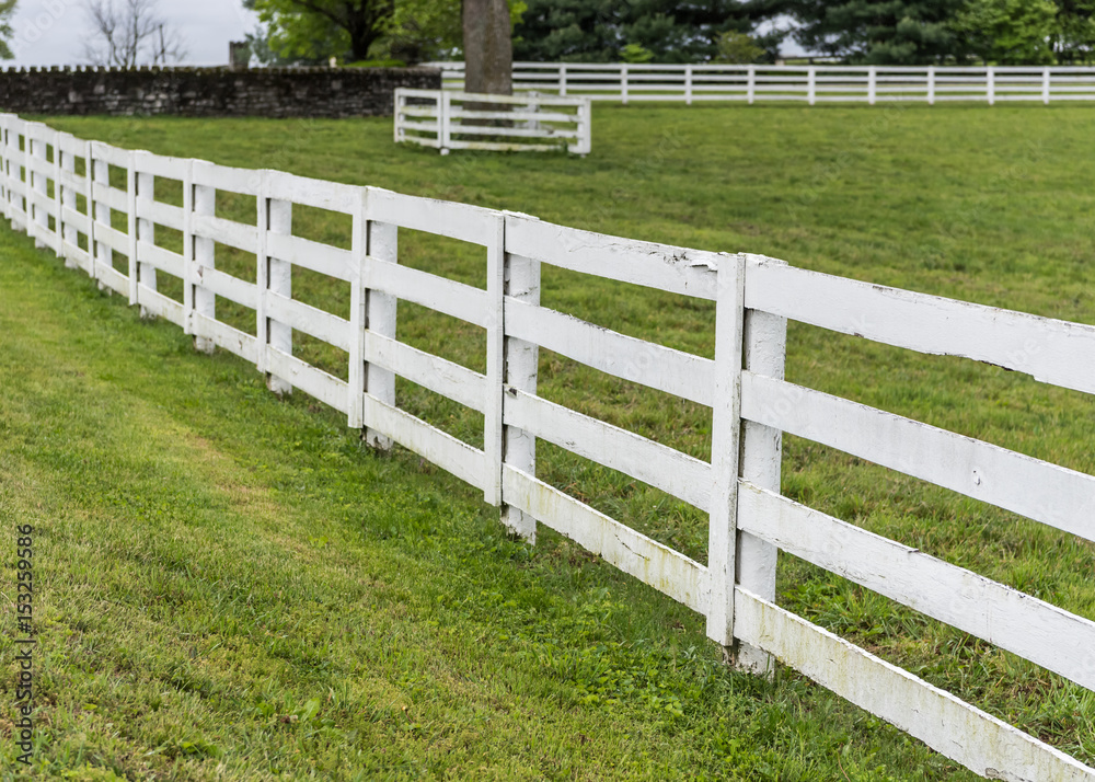 White Horse Fence in Kentucky White Horse Fence in Kentucky