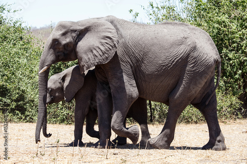 Elephant - Chobe N.P. Botswana  Africa