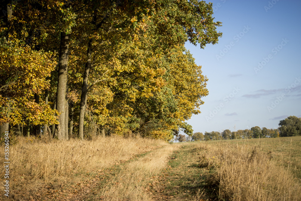 Fototapeta premium Herbstwald impressionen