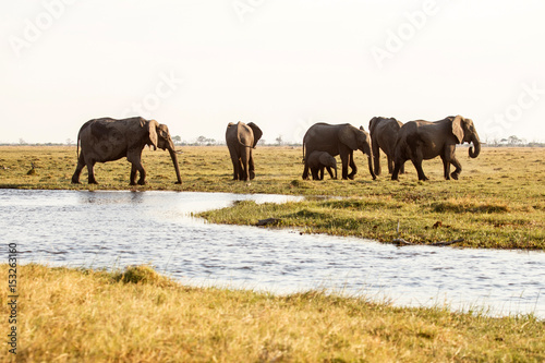 Elephant - Chobe N.P. Botswana  Africa