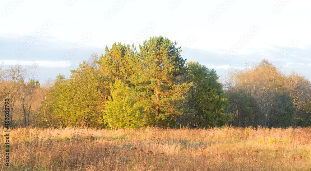 Forest by evening. Forest by evening.