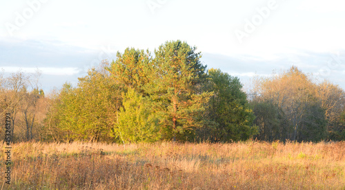 Forest by evening.