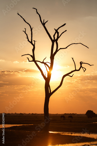 Sunset - Chobe N.P. Botswana, Africa © Sam D'Cruz