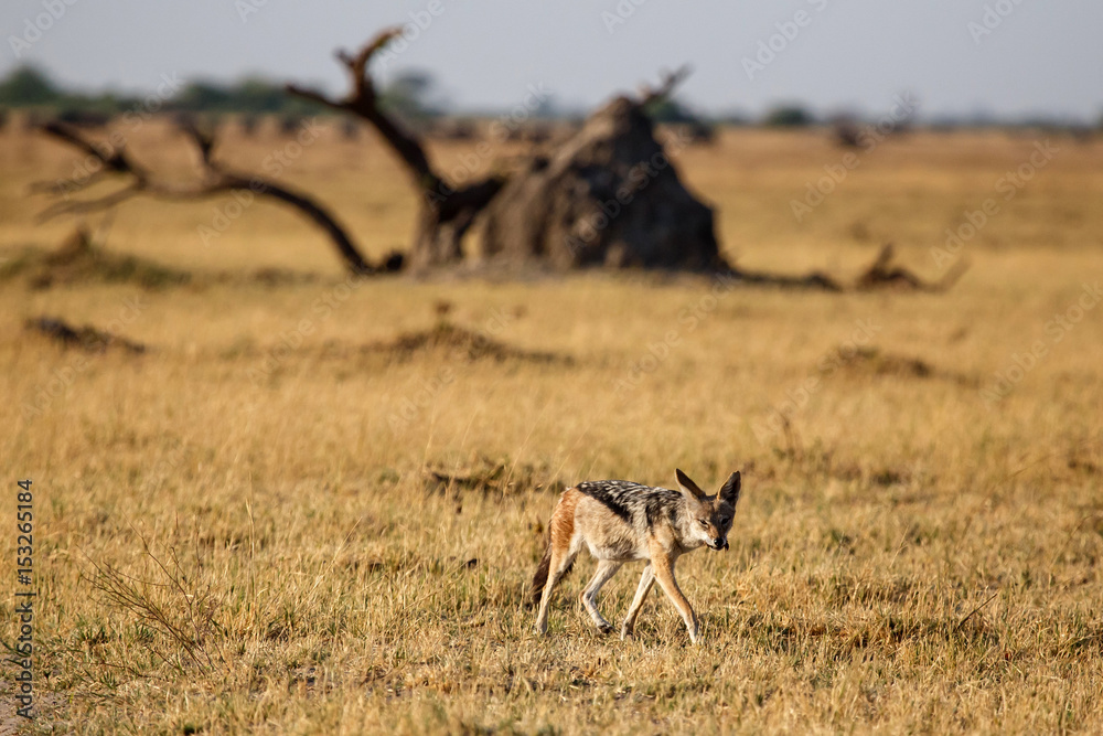 Naklejka premium Jackal - Chobe N.P. Botswana, Africa