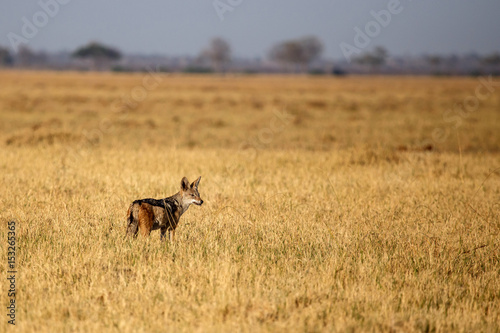 Jackal - Chobe N.P. Botswana, Africa